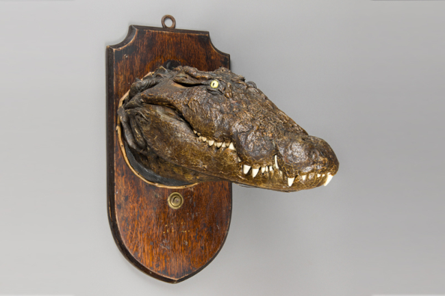 A late 19th/early 20th century taxidermy Mugger crocodile head upon oak shield. Price realised £650