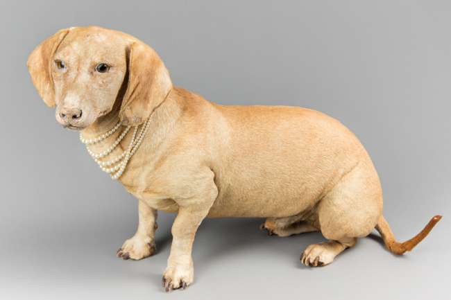 A rare early 20th century taxidermy Dachshund, adorned with a faux pearl necklace. Price realised £1,800