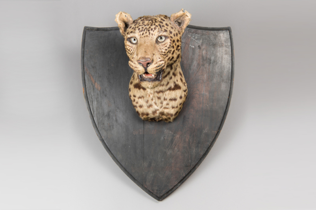 An early 20th century taxidermy Indian Leopard head by Van Ingen of Mysore. Price realised £1,500