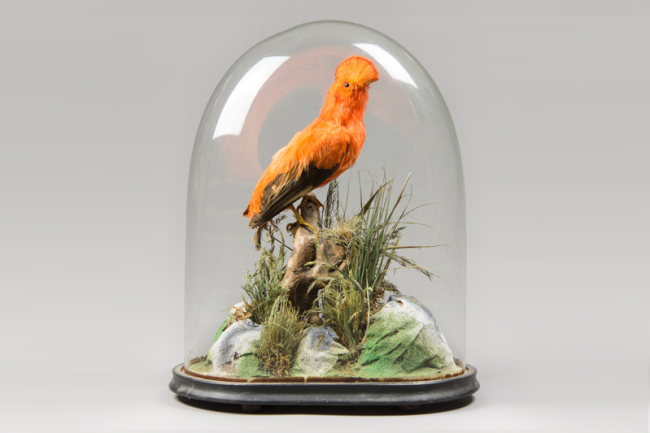 A late 19th/early 20th century taxidermy Cock-of-the-rock under glass dome. Price realised £1,100