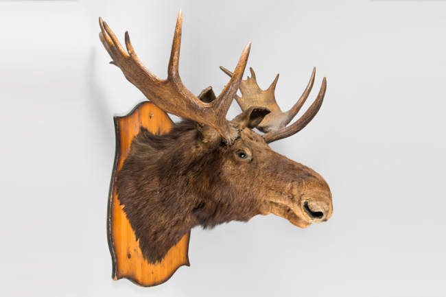 A large and impressive 20th century taxidermy Moose head. Price realised £1,500