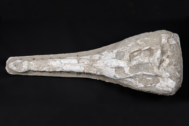 A Dyrosaurus crocodile skull, Cretaceous period. Price realised £875.