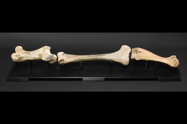 An Elephant bird skeletal leg. Price realised £2,250.