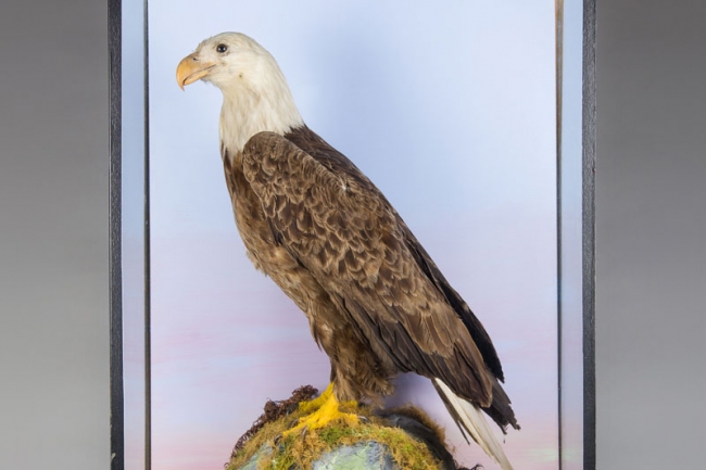 A late 19th century taxidermy Bald eagle mounted in a glazed case with a naturalistic setting. Price realised £2,625.