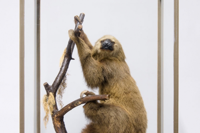 A Victorian Rowland Ward taxidermy Two-toed sloth mounted in a glazed case with a naturalistic setting. Price realised £2,125.