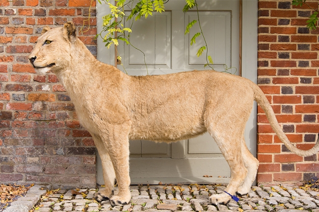 A late 20th century taxidermy study of a Lioness. Price realised £4,800.