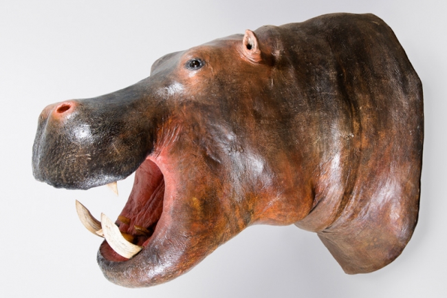 A taxidermy Hippopotamus shoulder mount. Price realised £2,400.