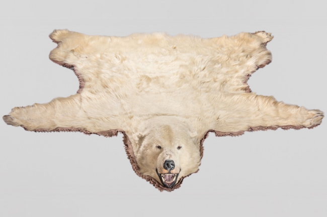 A 20th century taxidermy Polar bear skin. c1954. Price realised £2,500.