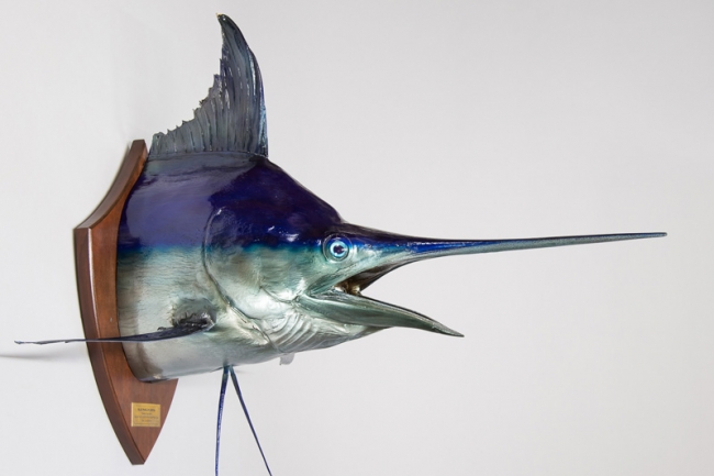 A taxidermy Blue marlin with original fishing hook. Plaque inscribed Blue marlin 256lbs. Price realised £1,400.