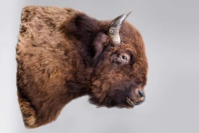 A taxidermy Wood bison shoulder mount. Price realised £2,000.