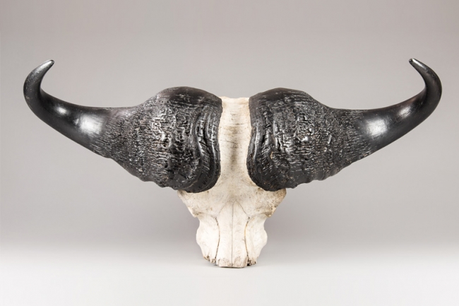 A large and impressive late 20th century Cape buffalo skull. Price realised £500