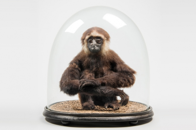 A late 19th/early 20th century taxidermy Gibbon under glass dome. Price realised £800