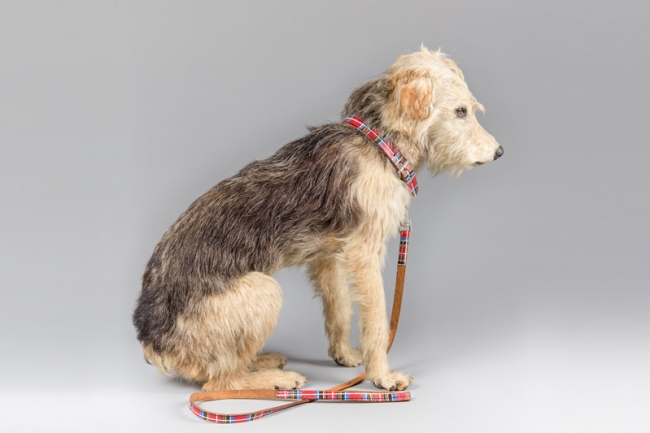 A mid 20th century taxidermy dog, owned by late British comedian Freddie Starr (1943-2019). Price realised £1,050