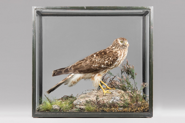 Charles Kirk of Glasgow (1872-1922), a taxidermy study of a Hen harrier, circa 1910. Price realised £525