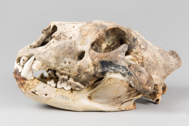 A late 19th/early 20th century Lion skull. Ex-Edward Gerrard & sons, London. Ref: Royal Veterinary College London. Price realised £575