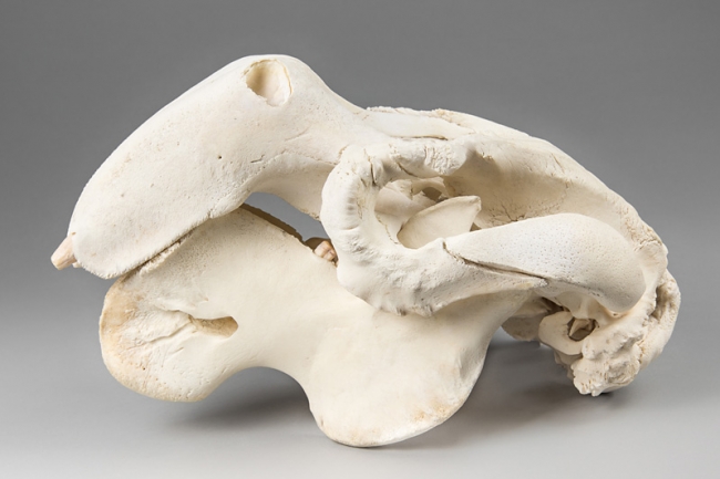 A 20th century Dugong skull. Collected by marine biologist Dr Anthony Farmer. Cites non-transferable certificate no. 607716/01. Price realised £5,150