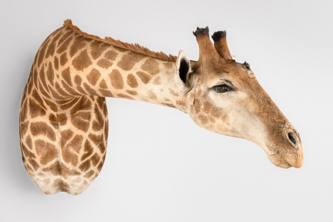 An unusual taxidermy Giraffe shoulder mount. Price realised £4,400