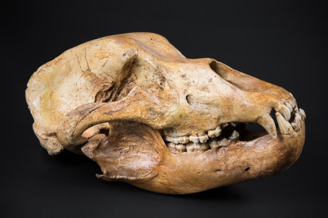 Cave Bear (Ursus spelaeus) skull, Austria. A prehistoric species of bear that lived in Europe and Asia during the Pleistocene. Price realised £3,250