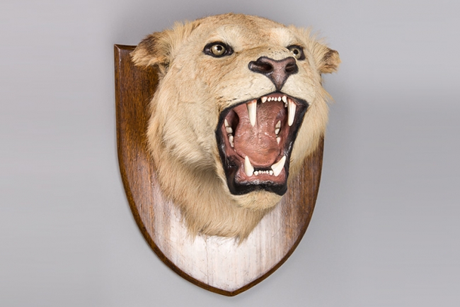 A late 19th century taxidermy Lion head upon an oak shield. Price realised £2,250