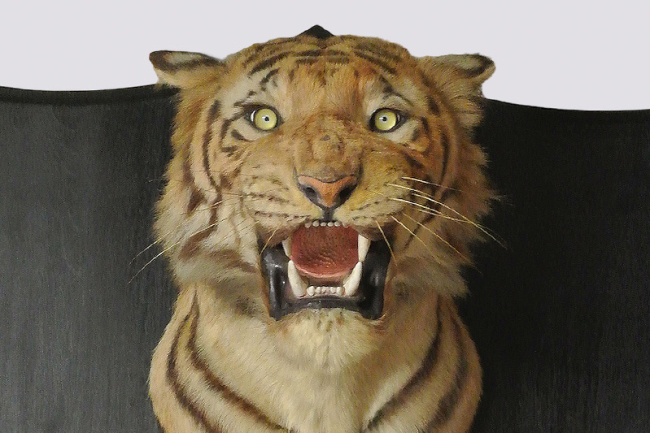 An early 20th century Van Ingen & Van Ingen Mysore man-eater taxidermy Tiger head. Price realised £7,450.