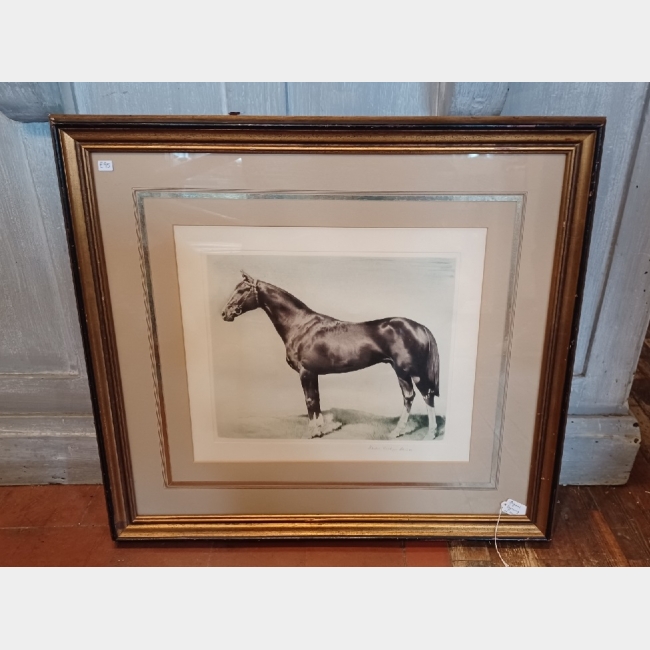 Large and detailed horse engraving