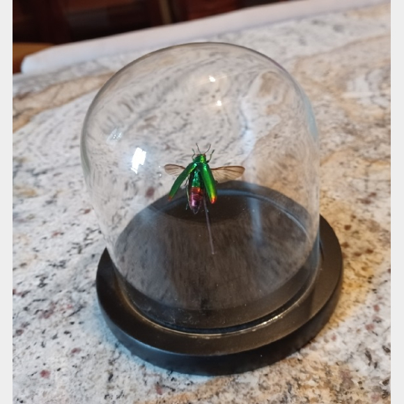 Taxidermy Bug In Glass Dome