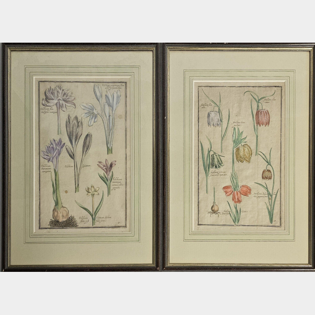 After David Rabel, A pair of 18th Century Hand Coloured Botanical Prints.